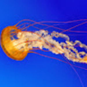 Meet your Posher, Hunter